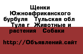 Щенки Южноафриканского бурбуля - Тульская обл., Тула г. Животные и растения » Собаки   